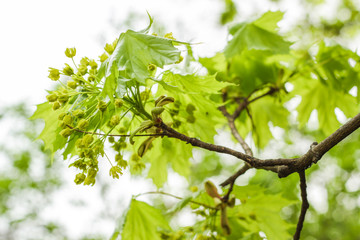 Ahorn-Knospen im Frühling