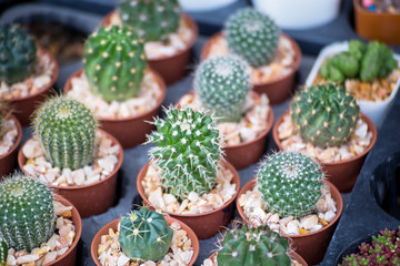Various cactus plants Group of small cactus