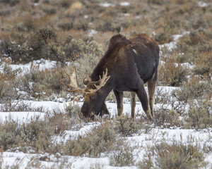 Moose foraging in sagebrush during winter