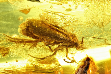 moth imprisoned in baltic amber