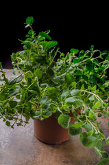 Bio oregano product picture