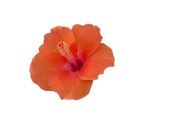 Obraz na płótnie Canvas Orange Flower