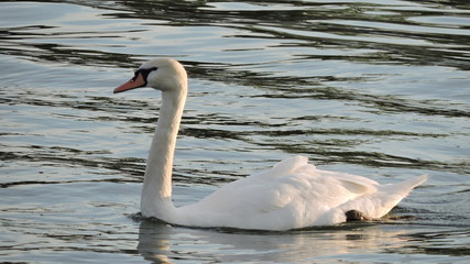 Obraz na płótnie Canvas Swan