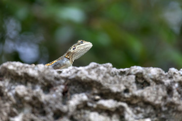 Lizard in nature, Miami, USA