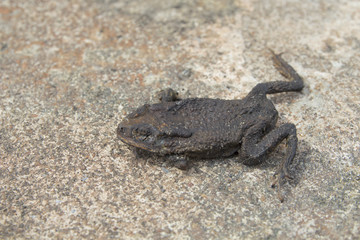 dried toad. frog dry.