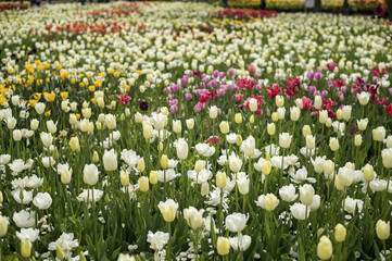 Tulip and many flower blossom in Floriade Canberra 2016