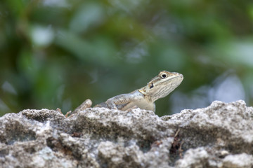 Lizard in nature, Miami, USA