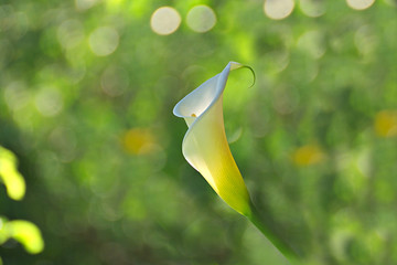 Cala - lilie © nikidericks