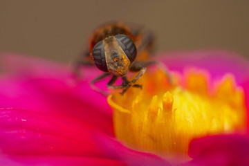 花粉が大好きなハナアブ