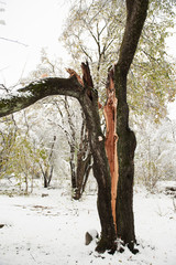 fault tree trunk in winter forest