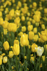 Tulip and many flower blossom in Floriade Canberra 2016