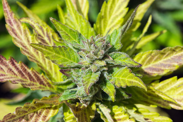 cannabis ready for harvesting