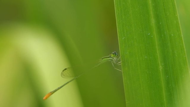 Dragonfly Perched on a leaf