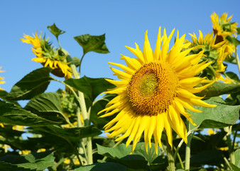 Sunflowers field, sunflower photo, sunflower wallpaper.
