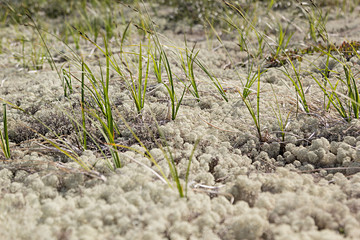 Surface of the white and green moss, texture. Arctic background.