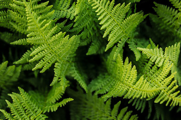 Rich green fern closeup. Floral background.