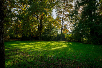 Meadow Landscape with Sunlight shining through trees in a Park in Autumn