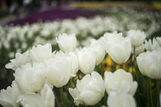 Tulip and many flower blossom in Floriade Canberra 2016