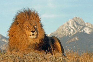 Obraz na płótnie Canvas lion with a view
