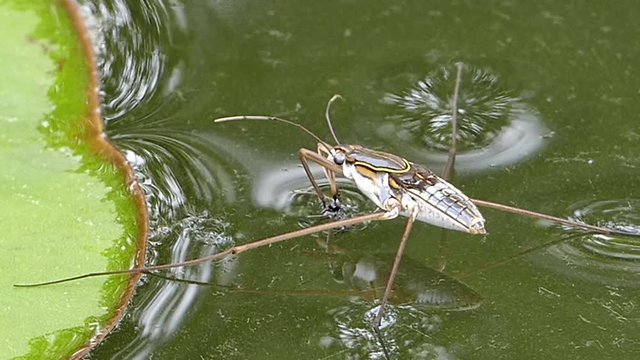 Water strider (Gerridae) walking on water. 