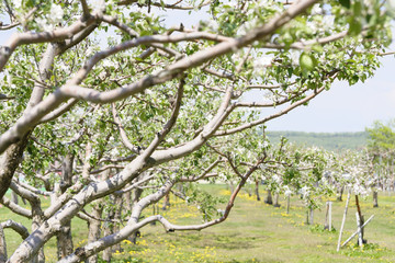 北海道　リンゴの木