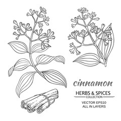 cinnamon vector set