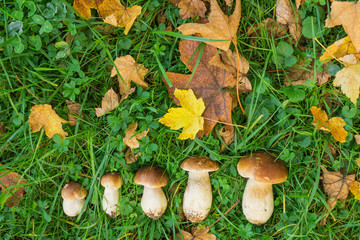 Steinpilze im Herbstlaub_01