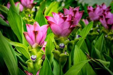 Siam tulip flowers