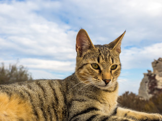 Naklejka premium Cat of Santorini island
