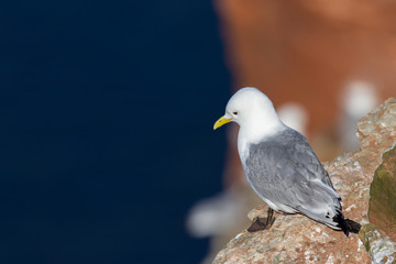 Dreizehenmöwe auf einer Klippe der Insel Helgoland mit der blauen Nordsee im Hintergrund