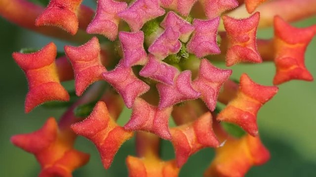 Hedge Flower