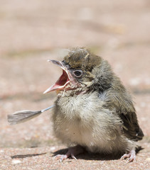 Kleiner Spatz