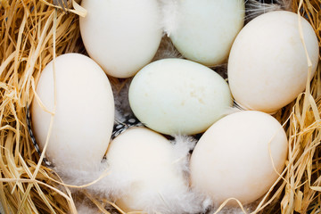 Duck eggs nest, spring Easter symbol.