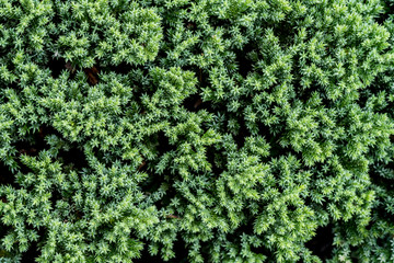 Creeping Juniper, Leaves wall