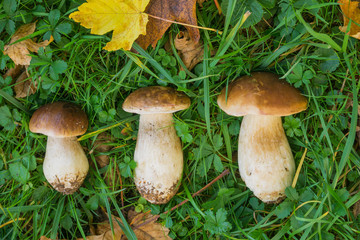 Steinpilze im Herbstlaub_02