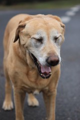 Fototapeta na wymiar Dog Labrador yawning/ gähnender Hund Labrador