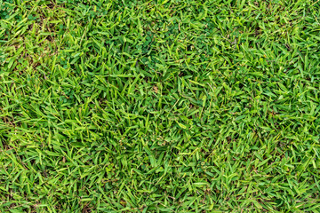 Green grass texture