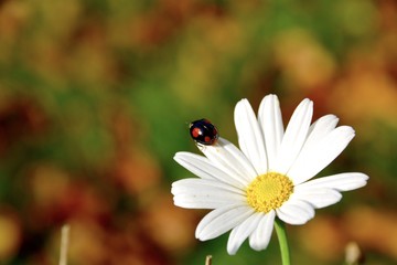 Marienkäfer auf Blüte