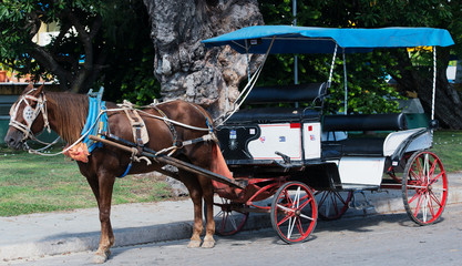 Fototapeta na wymiar Pferdekutsche in Varadero Kuba