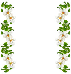 Flowering branch of apple isolated on a white background. Spring