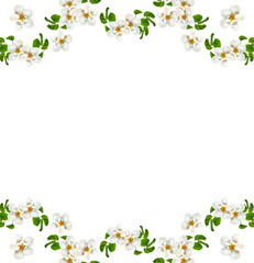Obraz premium Flowering branch of apple isolated on a white background. Spring