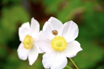Marienkäfer auf Blüte