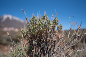 Pico del Teide Teneriffa 2016