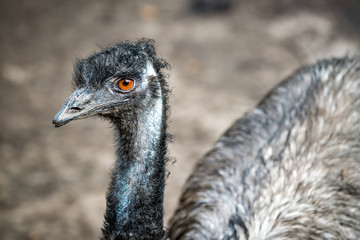 Closeup of emu