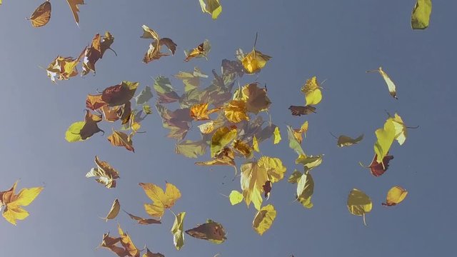 feuilles d'arbre jaunes qui tombent au ralentis sous un ciel bleu