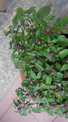 Fototapeta na wymiar Tiny round purple ornamental chili pepper in a pot