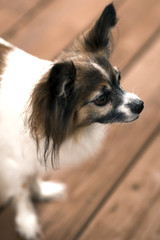 Papillon or Continental Toy Spaniel 2