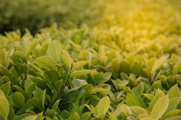 Closeup nature view of green leaf in garden at summer under sunl