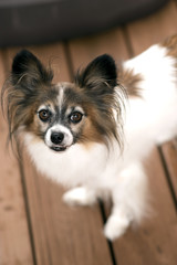 Papillon or Continental Toy Spaniel 1