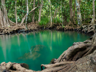 Green water lakes river waterfall with root tree at Tha Pom Klong Song Nam, Krabi, Thailand